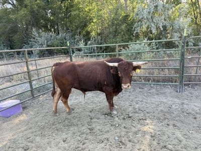 Corriente Bull