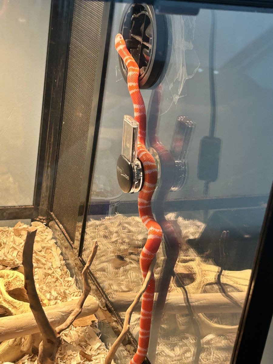 17” Albino Honduran milk snake