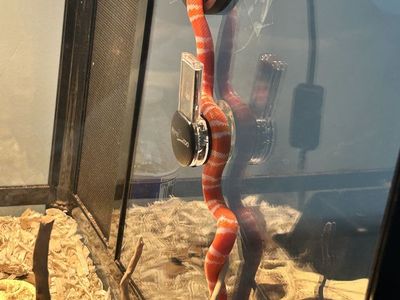 17” Albino Honduran milk snake