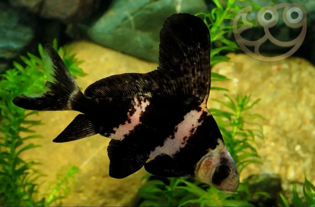 Highfin Banded Sharks