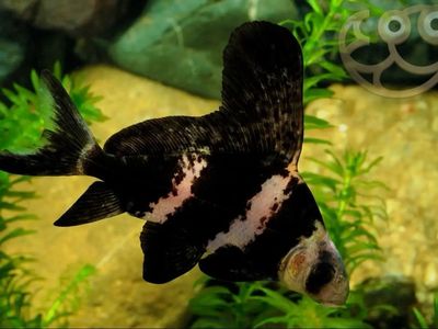 Highfin Banded Sharks