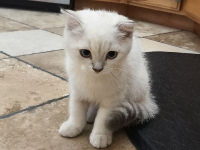 Scottish Fold & Straight Kitten
