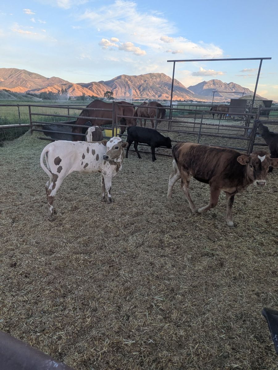 For sale Fresh Breakaway Calves