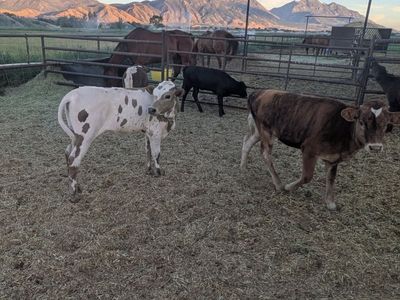 For sale Fresh Breakaway Calves