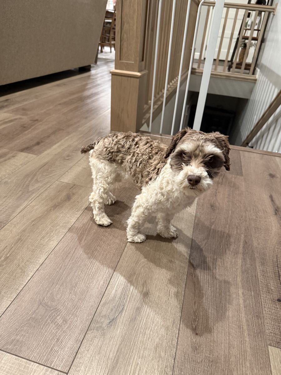 Miniature Schnauzer