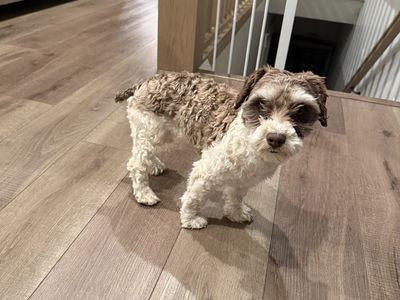 Miniature Schnauzer