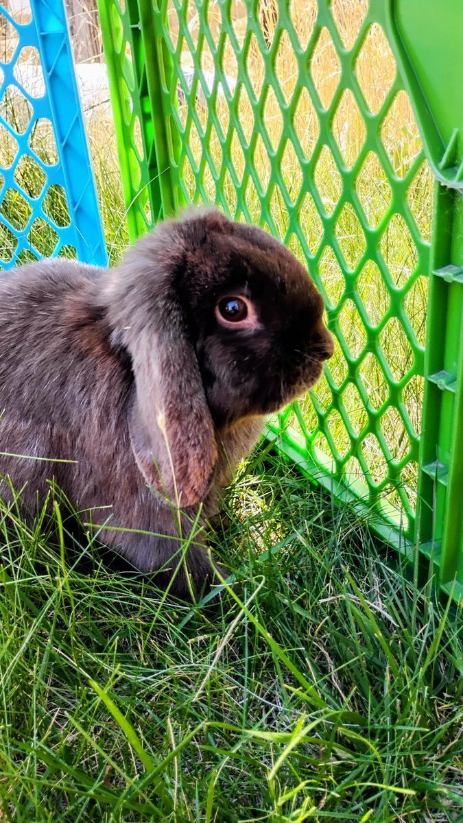 Mini Lop Buck