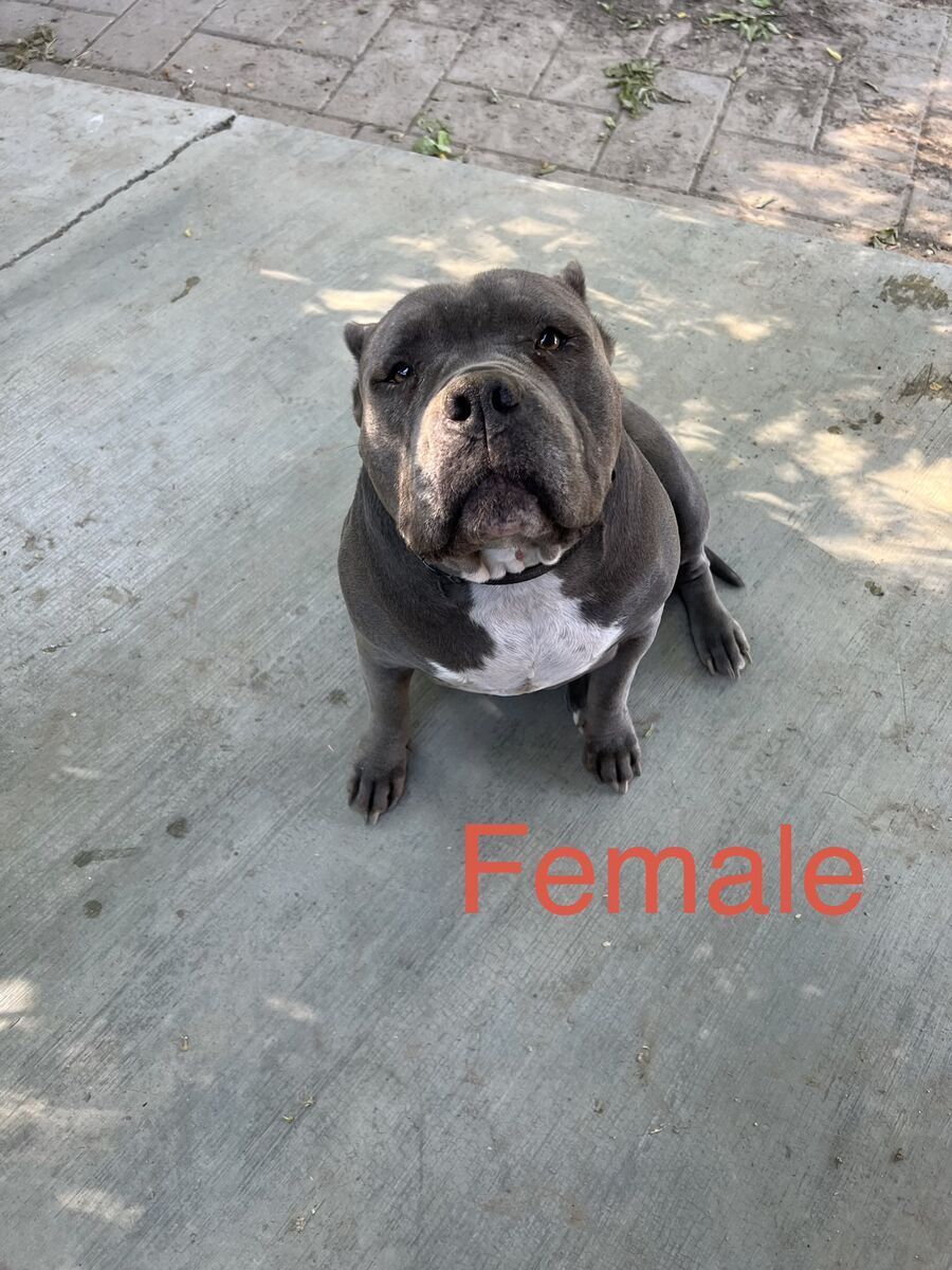 Pitbulls for sale. 50$ each.