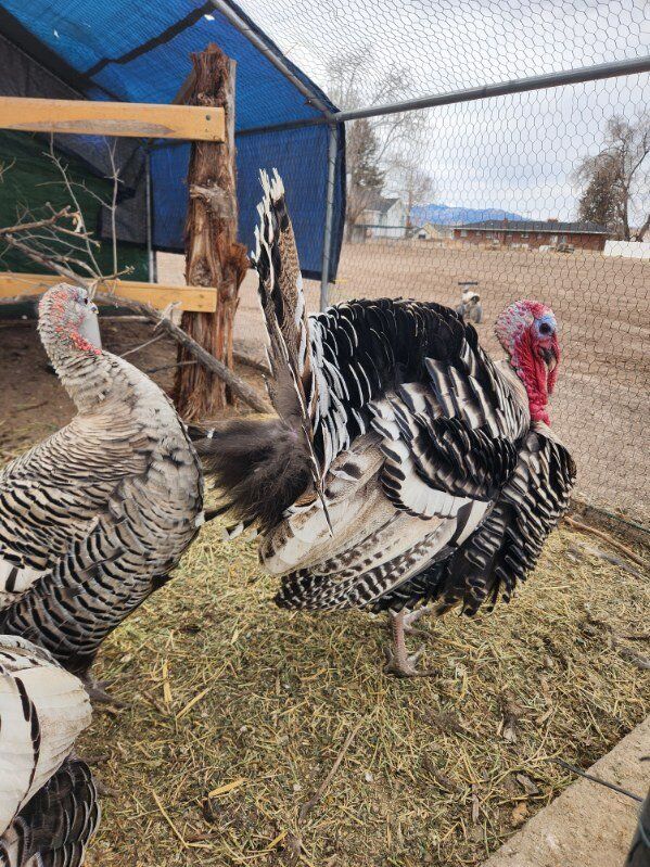 Narragansett Turkeys