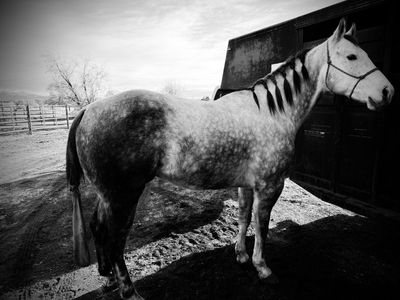 8yr old gelding