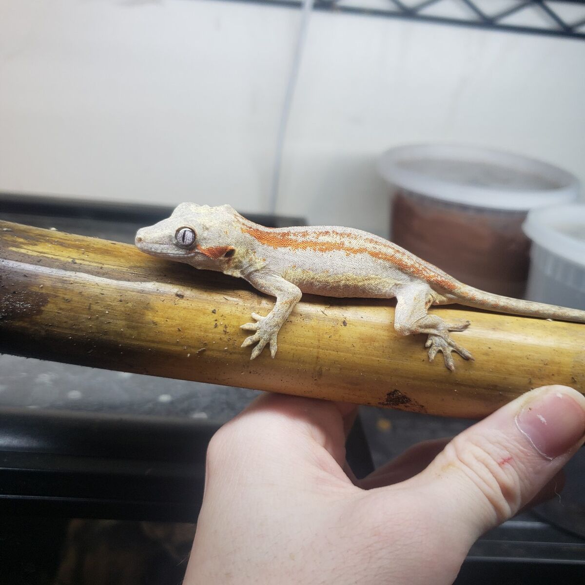 Juvenile Male Gargoyle Gecko BHB Reptiles line