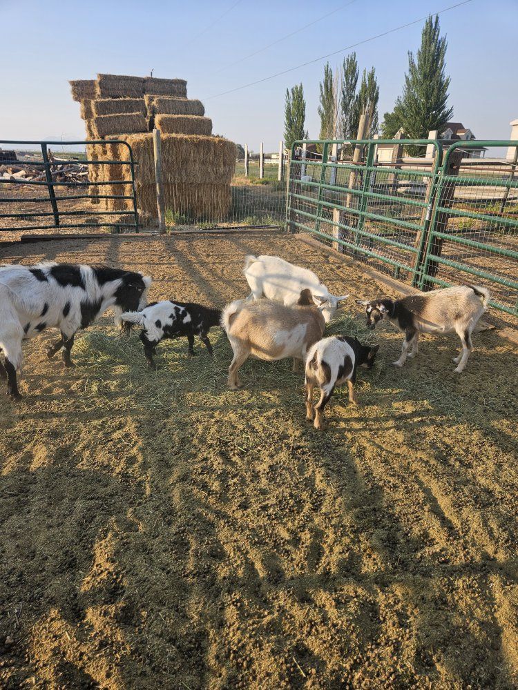 Farm Goats