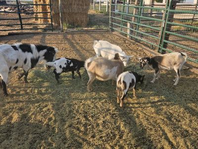 Farm Goats