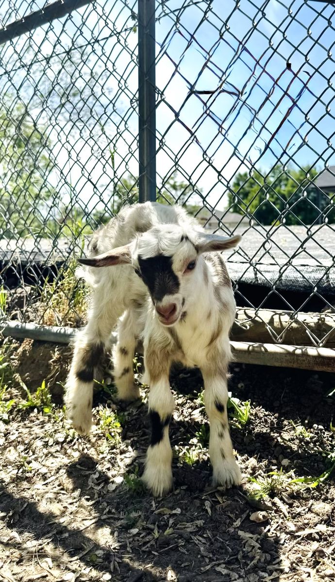 Fainting Doe Goat Available – Wynonna | Maple Creek Farm