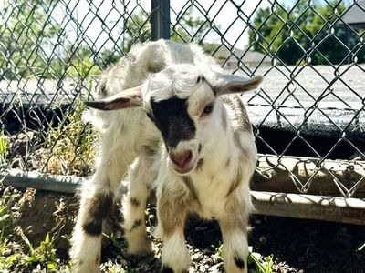 Fainting Doe Goat Available – Wynonna | Maple Creek Farm