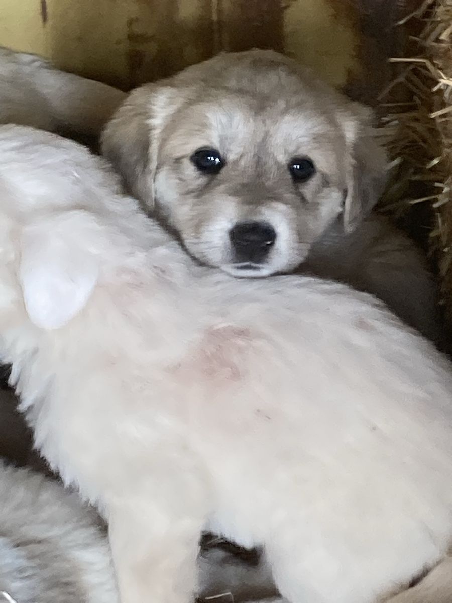 Kangal Pyrenees X And Pyrenees Puppies