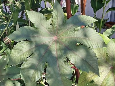 Caster Bean Seeds (ricinus communis) 12 Count