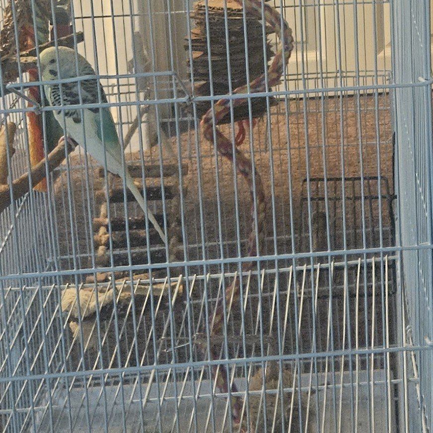 3 BLUE PARAKEETS FOR SALE