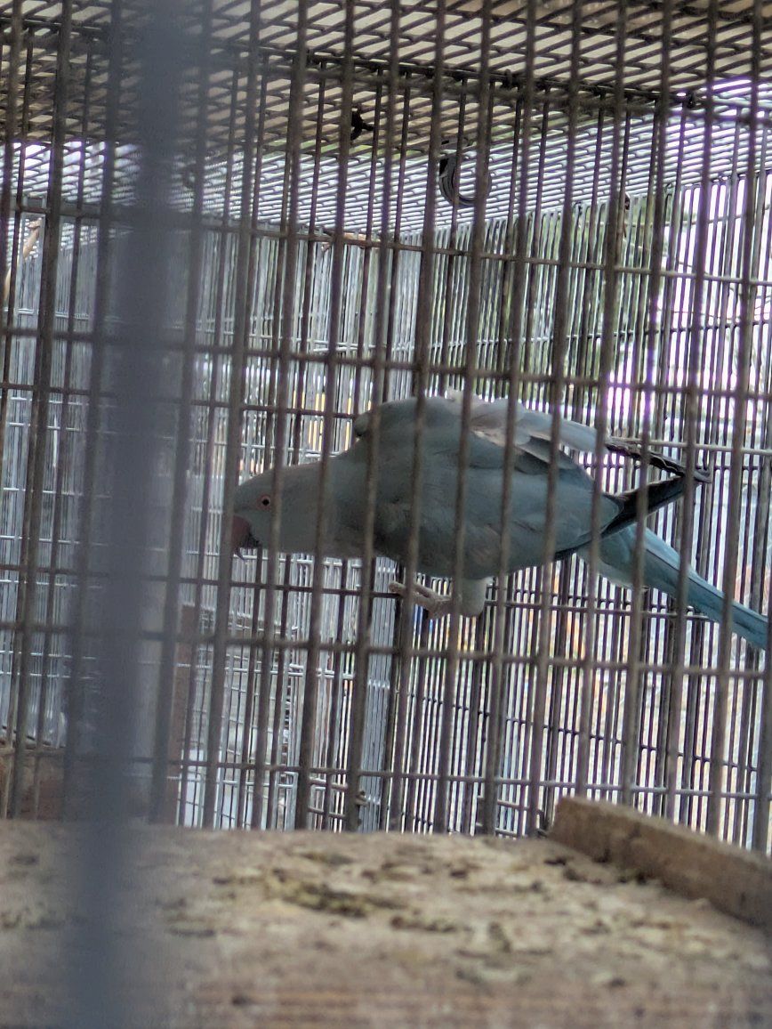 Young Indian ringnecks for sale greens $375 each