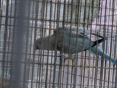 Young Indian ringnecks for sale greens $375 each