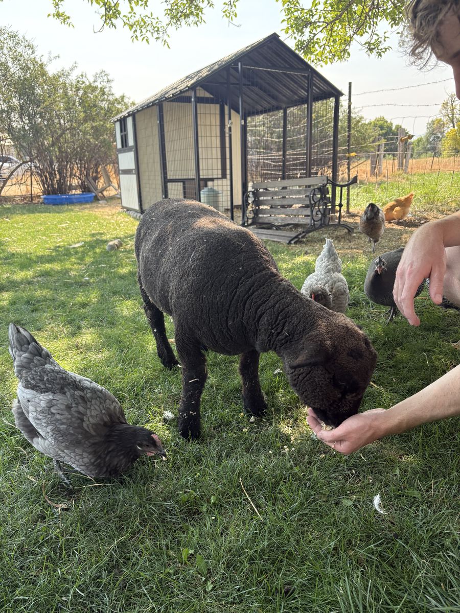 Babydoll Ewe Sheep