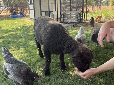 Babydoll Ewe Sheep