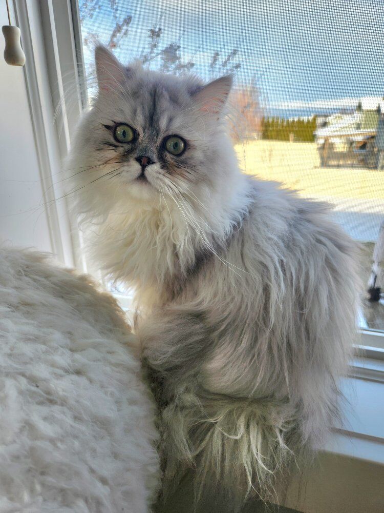 Silver Chinchilla Persian Kitten