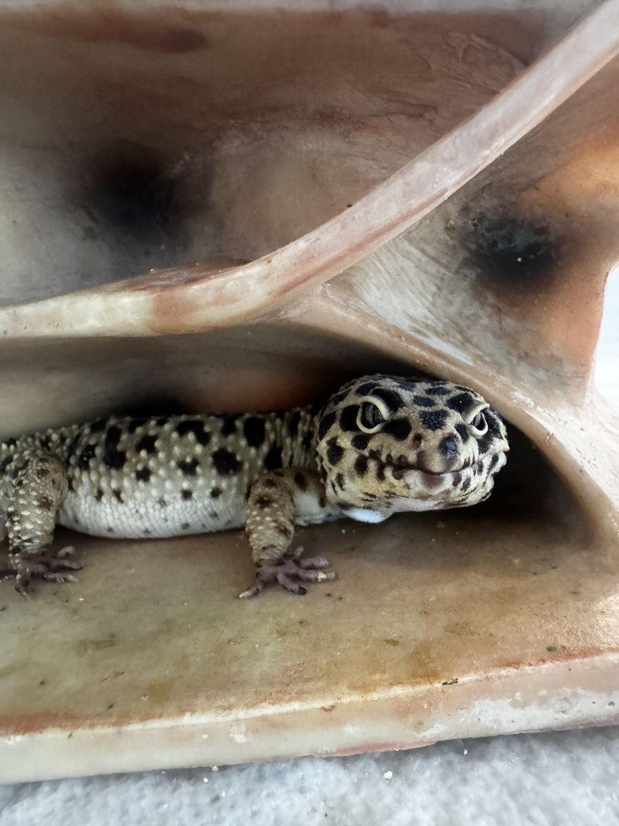 FREE leopard geckos