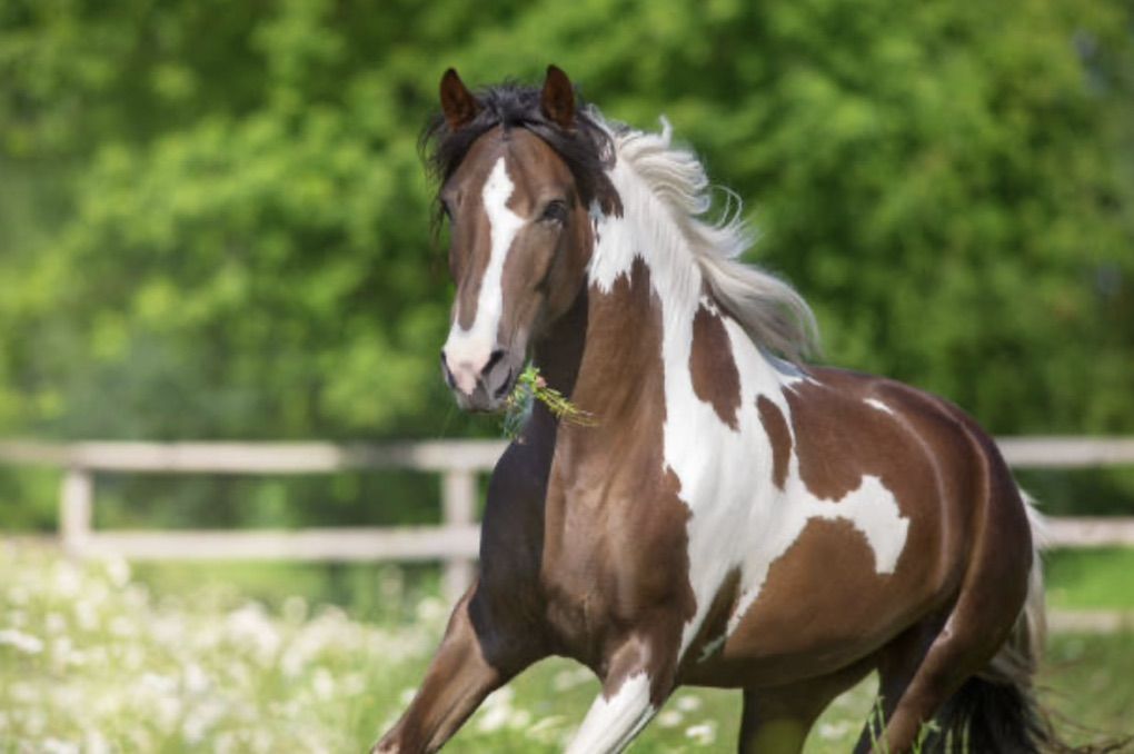 In Search Of--Young Sound Horse