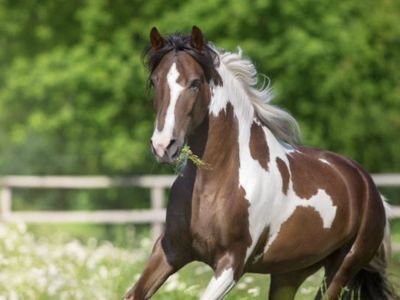 In Search Of--Young Sound Horse