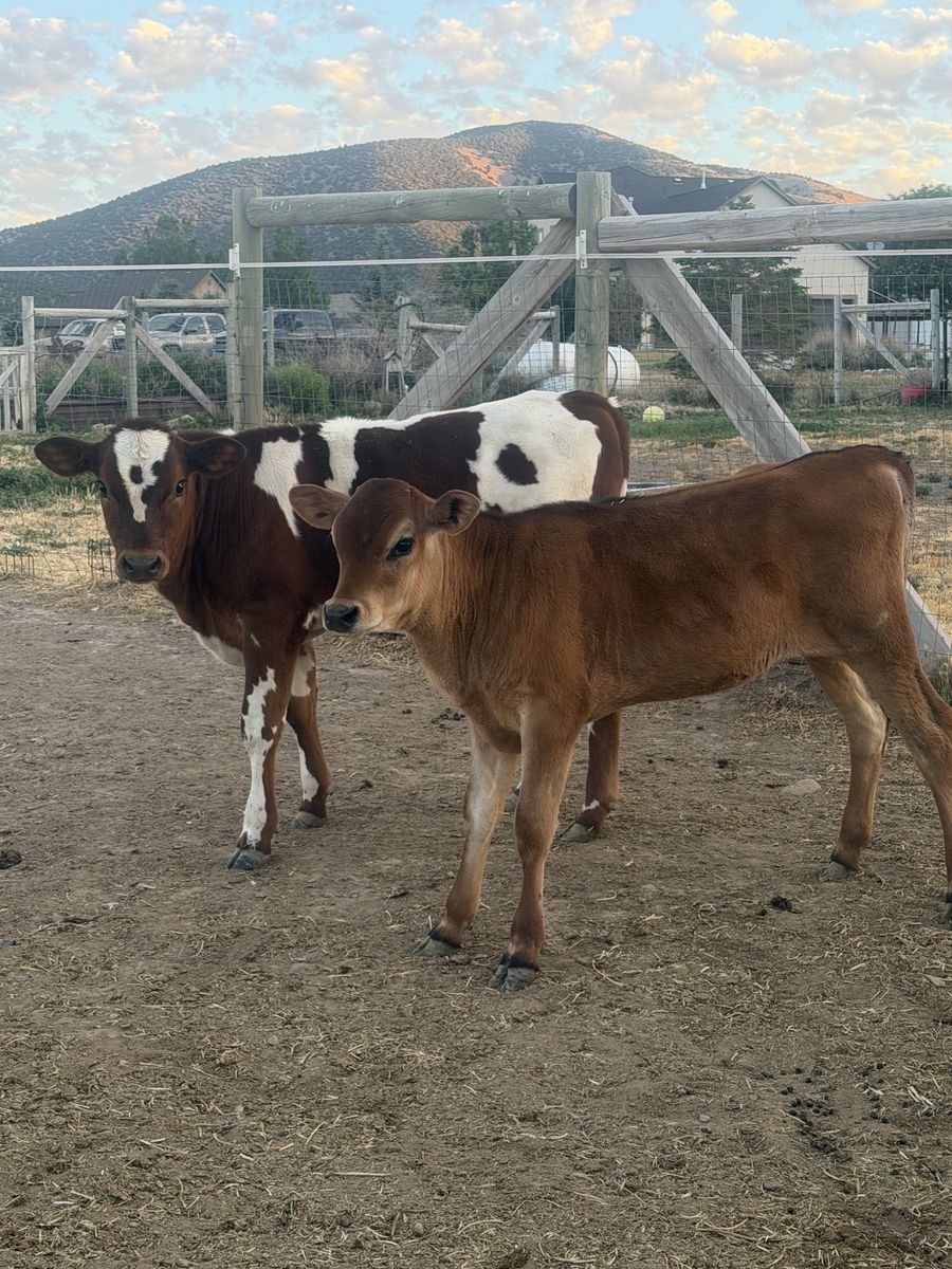 Calf