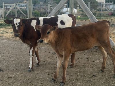 Calf
