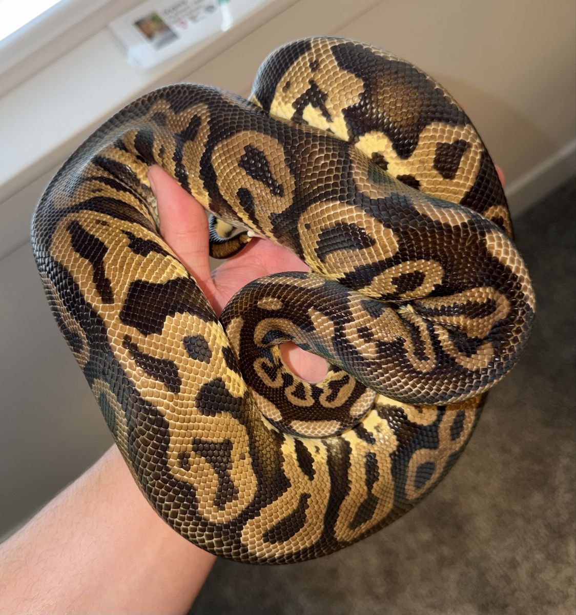 Female Pastel Leopard Ball Python