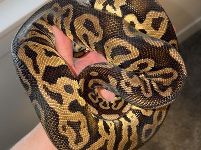 Female Pastel Leopard Ball Python