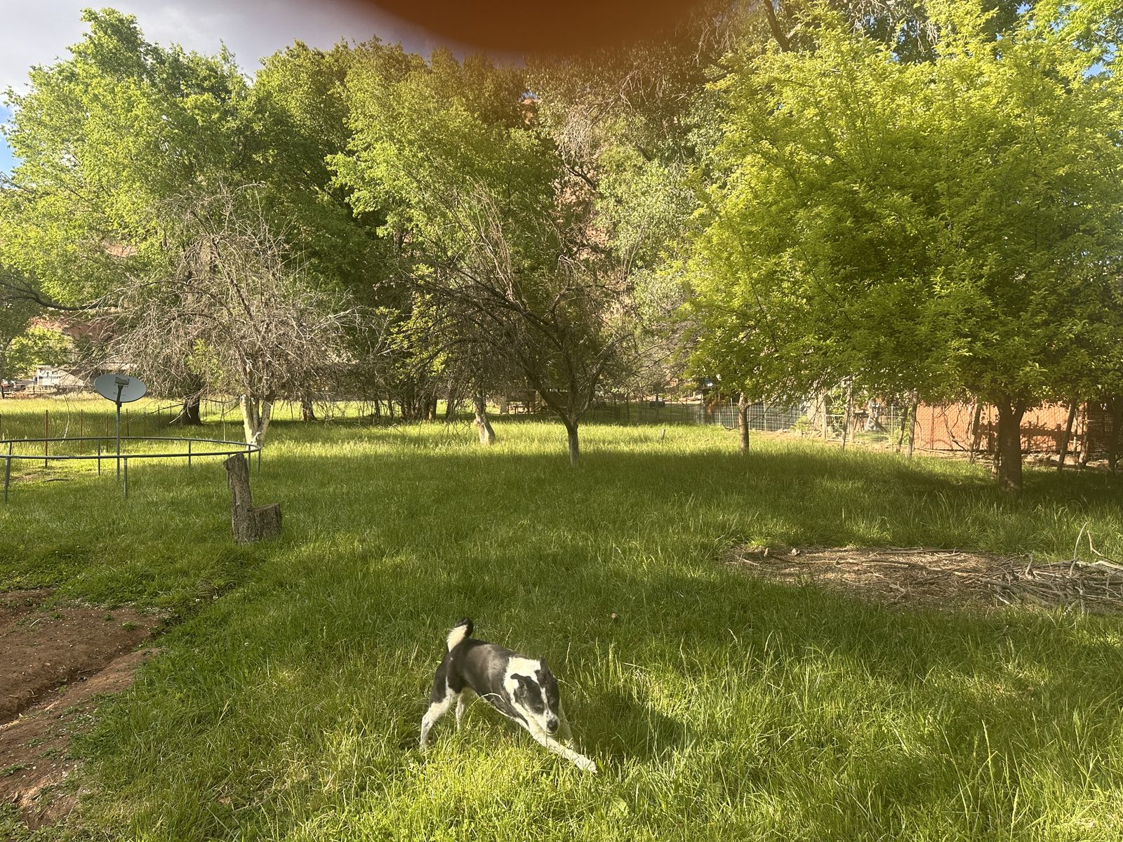 Summer pasture available- free in Rockville