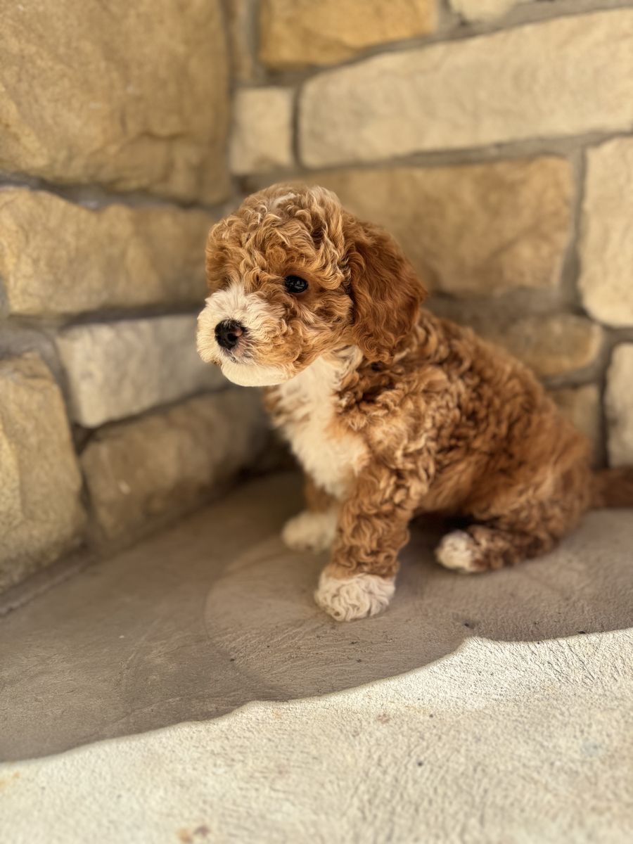 Adorable Mini Aussiegoldendoodle Puppies