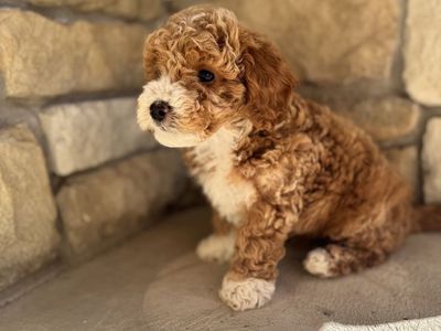 Adorable Mini Aussiegoldendoodle Puppies