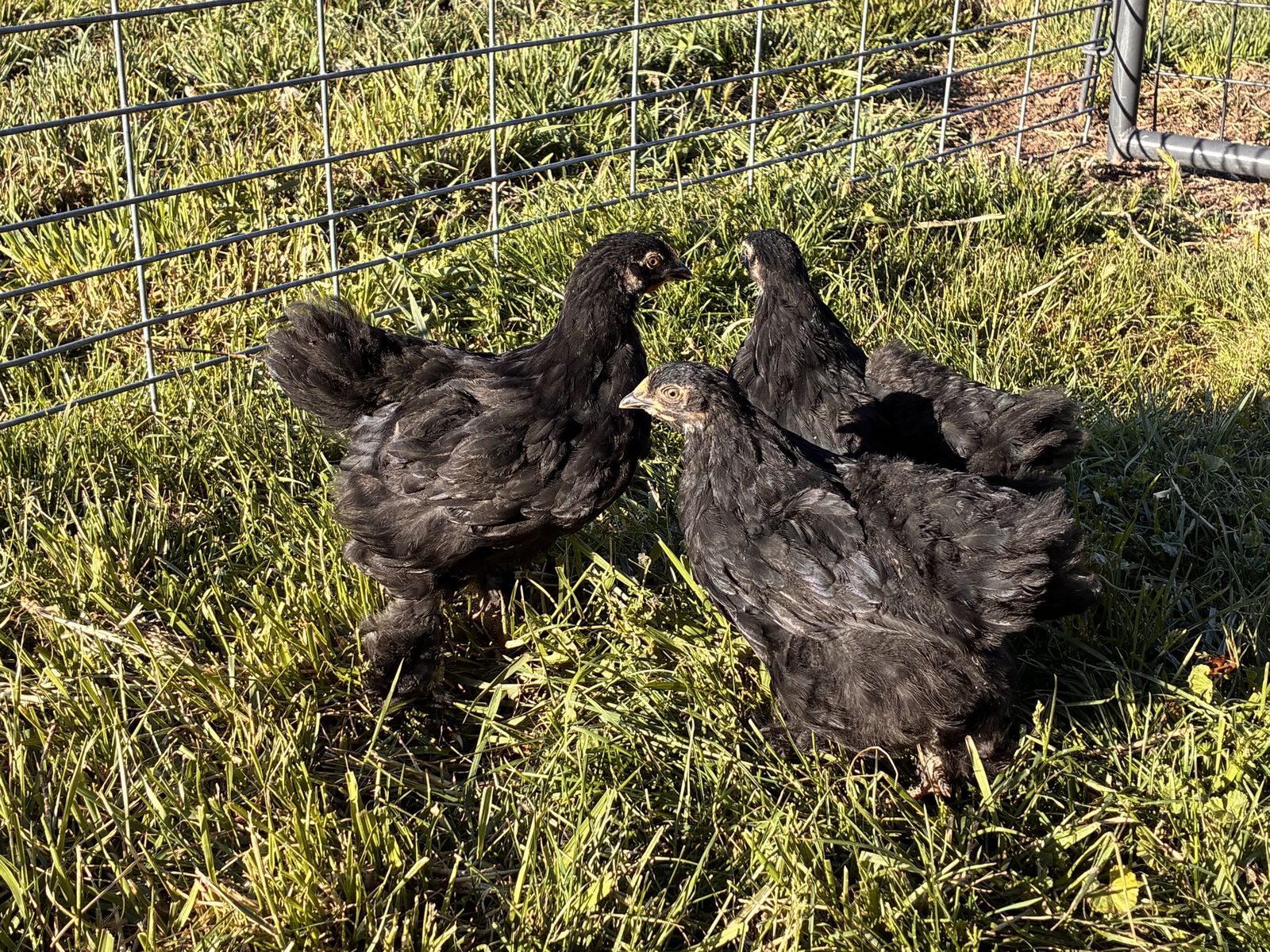 3 Black Standard Cochin Hens