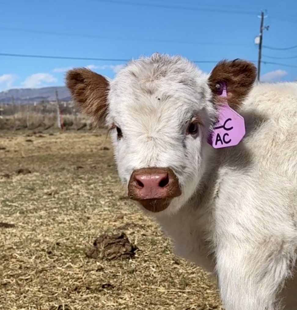 Mini non papered highpark heifer