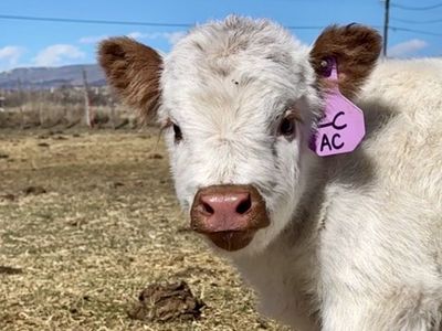 Mini non papered highpark heifer