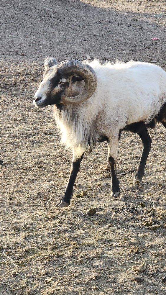 Hair Sheep Rams
