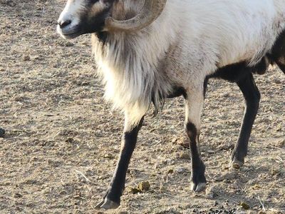 Hair Sheep Rams