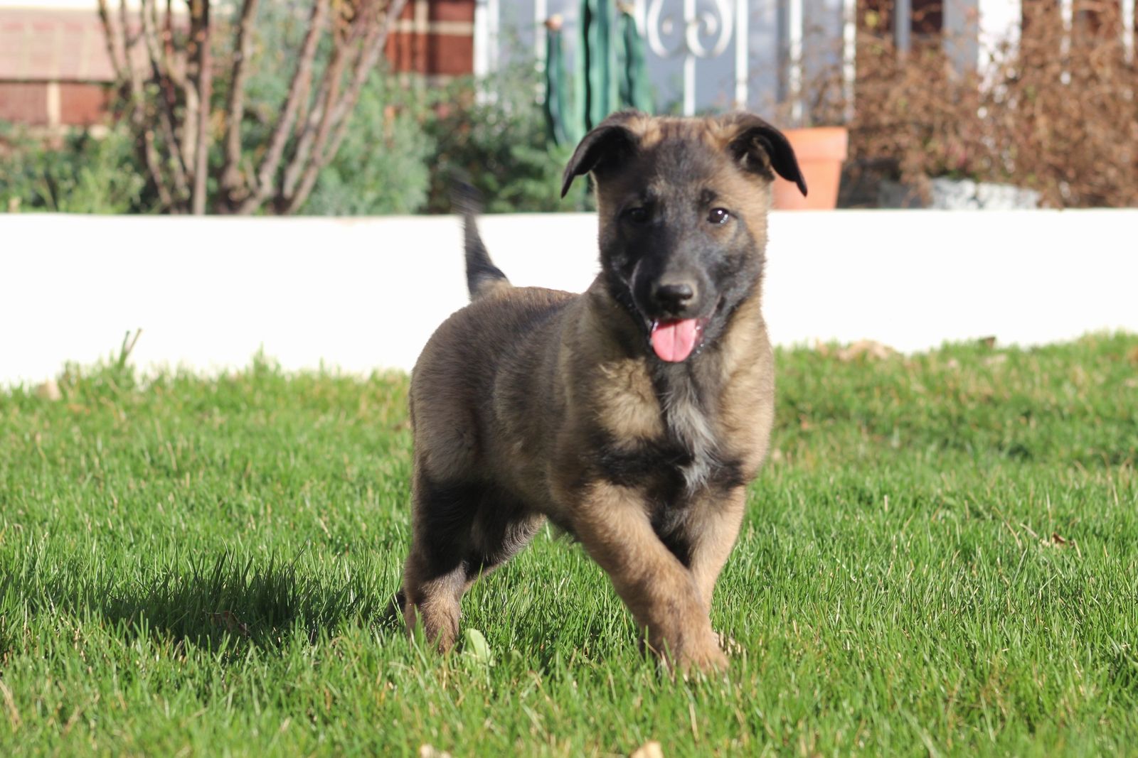 Belgian Malinois