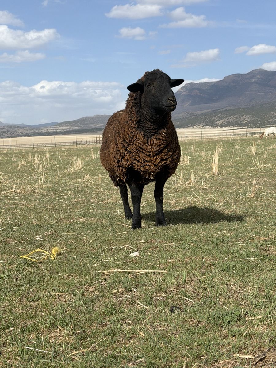 Dorper/Hamp Ewes