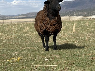 Dorper/Hamp Ewes
