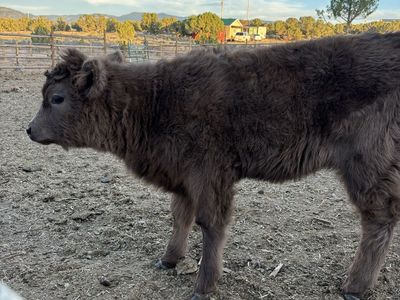 Highland Bull Calf - 4 Months Old, Chocolate Brown