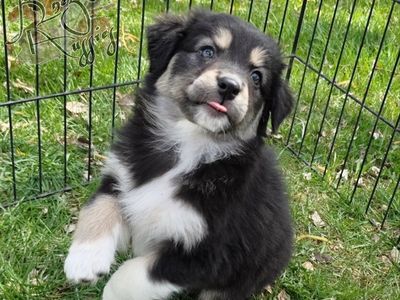 AKC (ASCA eligible) Australian Shepherds