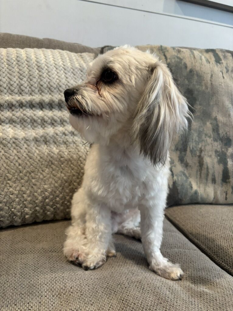 Havanese Pure Breedad Stud.