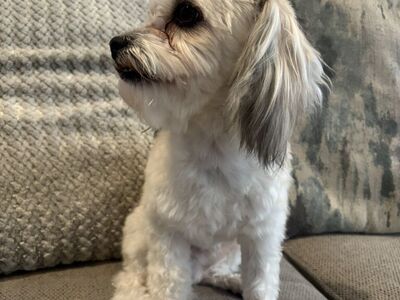 Havanese Pure Breedad Stud.