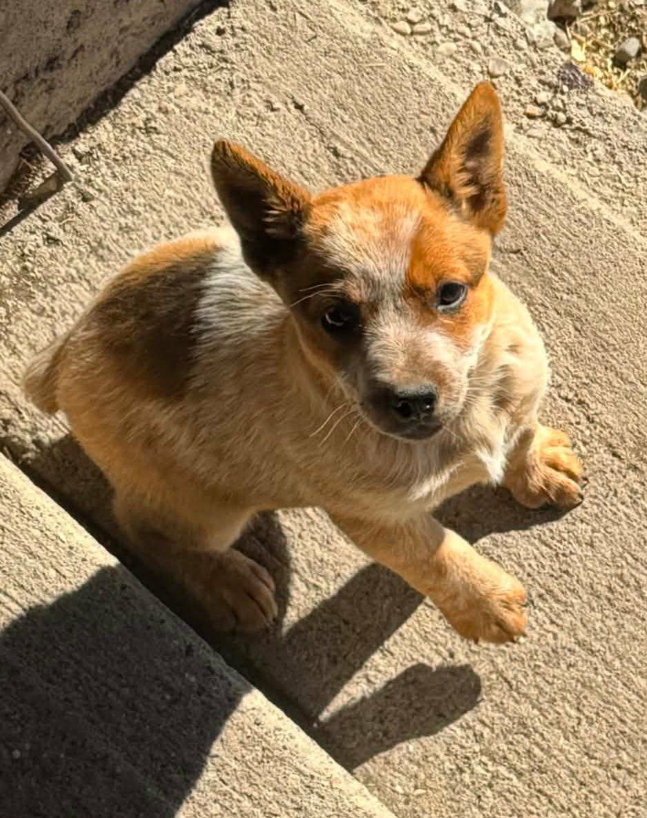 HEELER PUP RED MALE MINI HES 10 WEEKS HAS SHOTS, HEADED TO MONTANA SOON CAN DELIVER ALONG THE WAY!